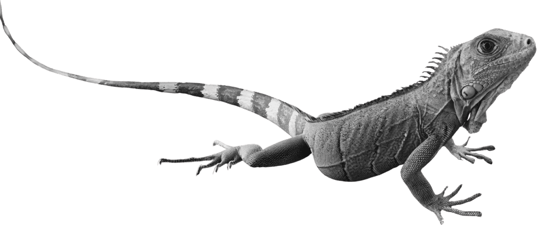 Lizard image
